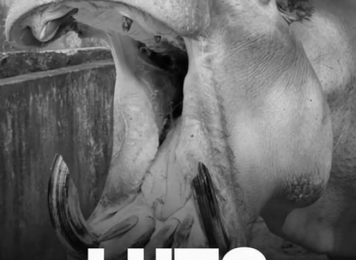 Leme se despede de Juninho - o hipopótamo - símbolo do Parque Ecológico Mourão